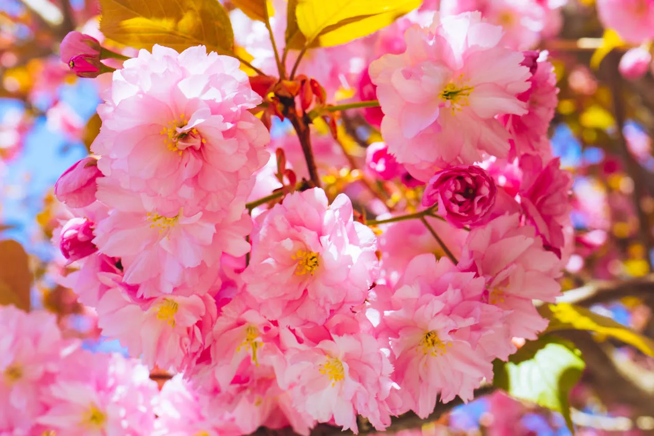 Poster onde giapponesi stile Hokusai per parete living da Color Art Center IZZO a Boscoreale