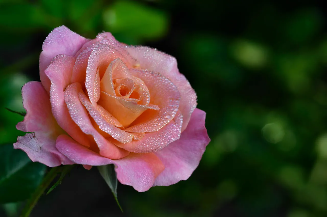 Poster personalizzato rose in fioritura per parete floreale